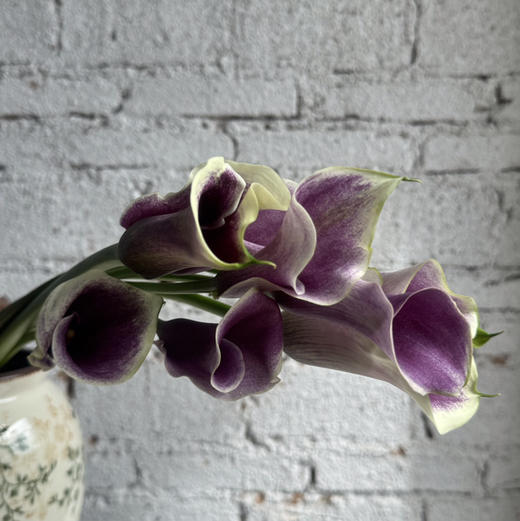 海芋.毕加索 商品图0