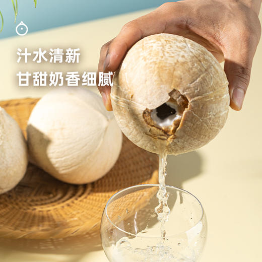 企鹅市集|泰国进口香水椰皇 奶香椰皇6颗装 清甜椰子水 鲜嫩椰肉 天然椰子 商品图1