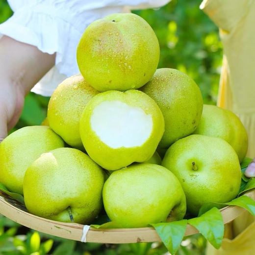 10斤精美礼盒装超大果(梨王)超大果11-12枚 商品图4