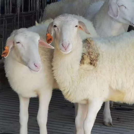 【养足365天】鲜草饲养 顺丰到家 | 广东阳江鲜草羊肉 生羊肉 厨房食材 1kg 商品图5