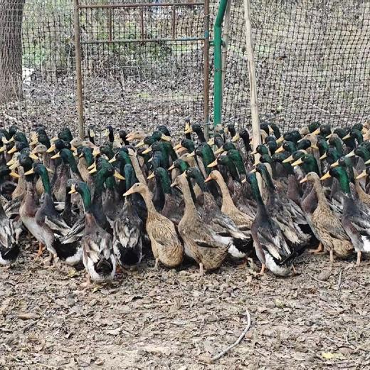 自产生态麻鸭肉（冷冻） | 林下散养 肉质鲜嫩 | 石嫣农场 * Goose And Duck | Self-Produced 商品图1