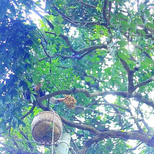 老树桂圆肉（鸡眼限量版） 商品图3