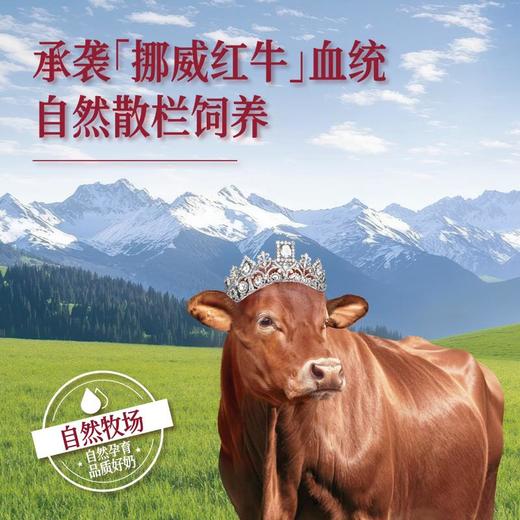 新希望森系牧场红牛4.0蛋白鲜牛奶 900ml/瓶 商品图5