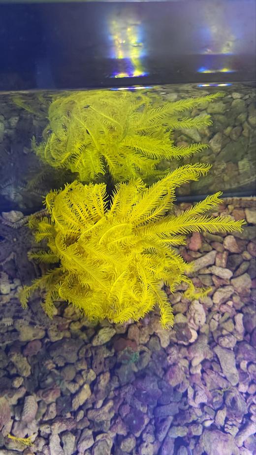 黄羽毛星 商品图1