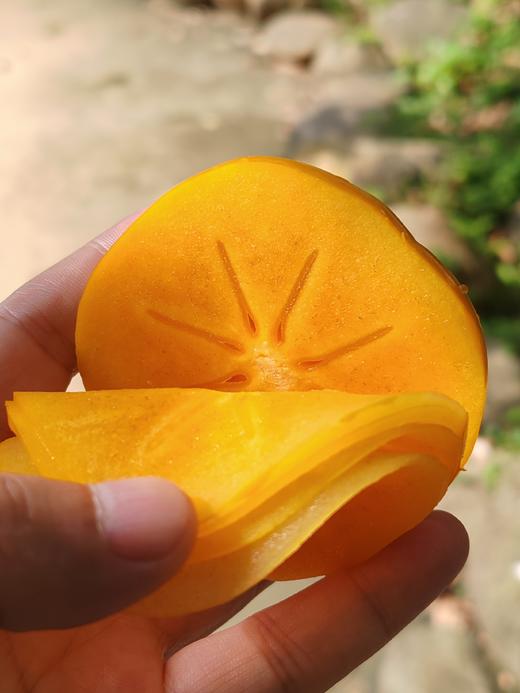 【云南保山次郎吉柿】云南2000米云顶脆柿园！日本次郎吉品种！1枚顶14个苹果的VC王者，糖度18+！柿子界的“玛莎拉蒂”日本进口品种！颗颗脆甜 商品图6