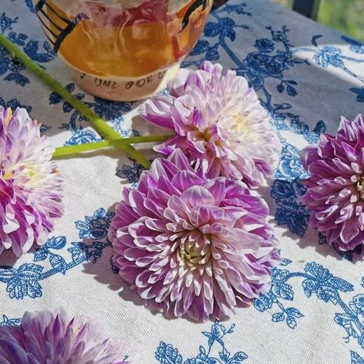 大丽花｜暮光之城｜5支 商品图2