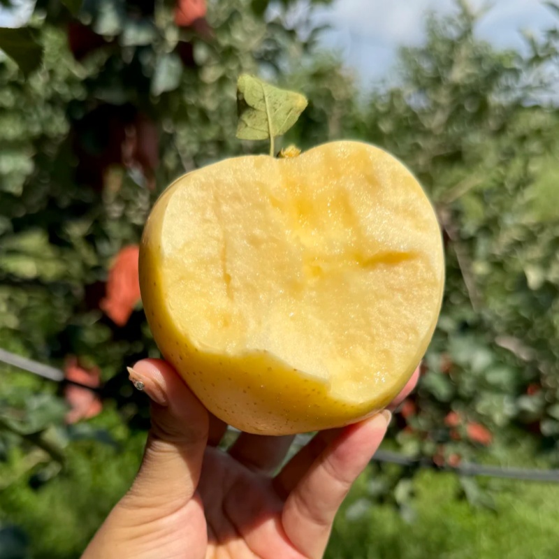 烟台维纳斯黄金苹果【纯甜脆爽，苹果界的“贵族甜妹”！】