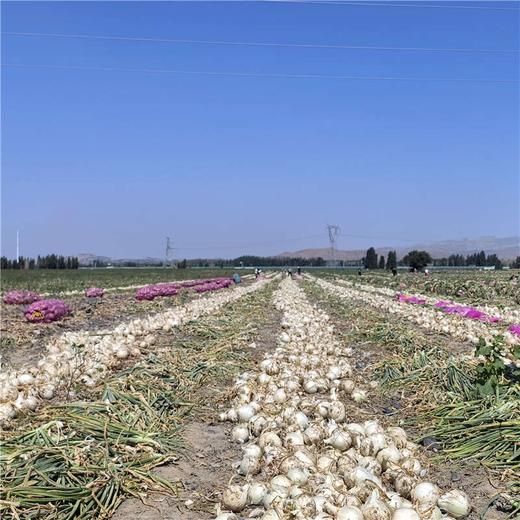 新疆洋葱 双拼洋葱 白洋葱 当季蔬菜 商品图5