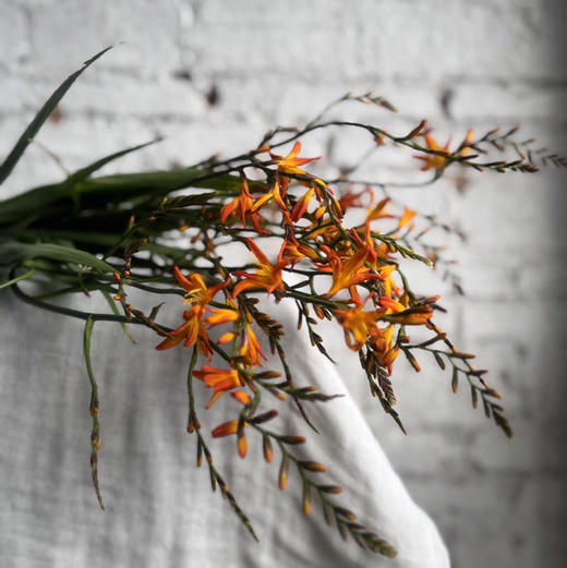 火焰兰 商品图1