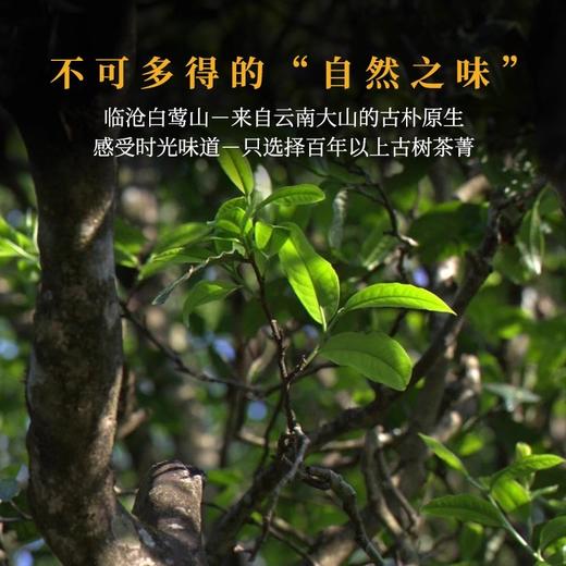 龙润丨润欣号熟茶  普洱熟茶 熟普 2025年 357g 饼茶 商品图1