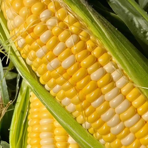云南金银水果甜玉米  可生吃 爆汁香甜 商品图2