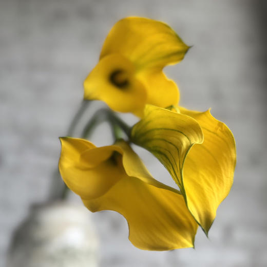 海芋～黄色 商品图3