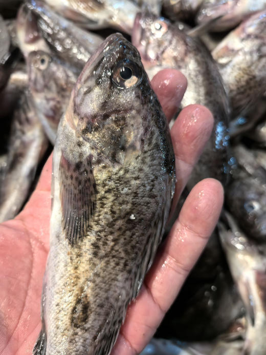 纯野生海捕小黑鱼，纯鲜的，适合红烧酱焖，没小刺，蒜瓣儿肉！肉质紧实！
一箱3斤左右！ 商品图0