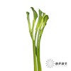 海芋 | 绿色 商品缩略图6