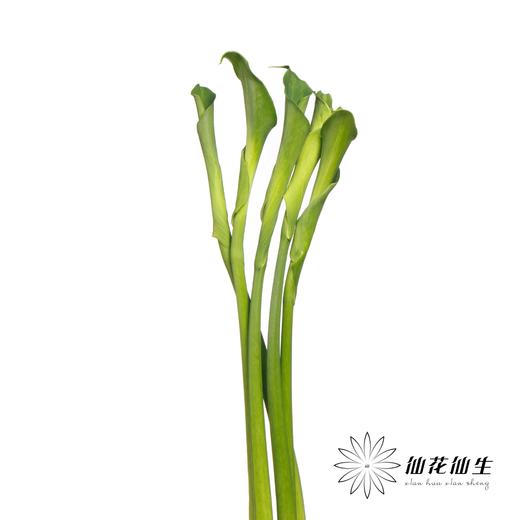 海芋 | 绿色 商品图6