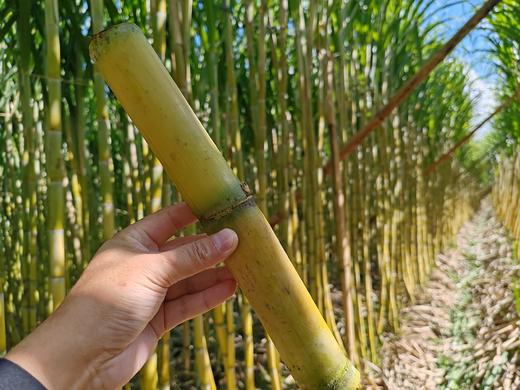 【云南18°の脆皮黄金甘蔗】果蔗界的顶级“爱马仕”❗来自中缅边境-云南陇川，口感秒杀紫皮甘蔗！平均糖度18度，只取甘蔗中间段，只选高品质一级大果 商品图4