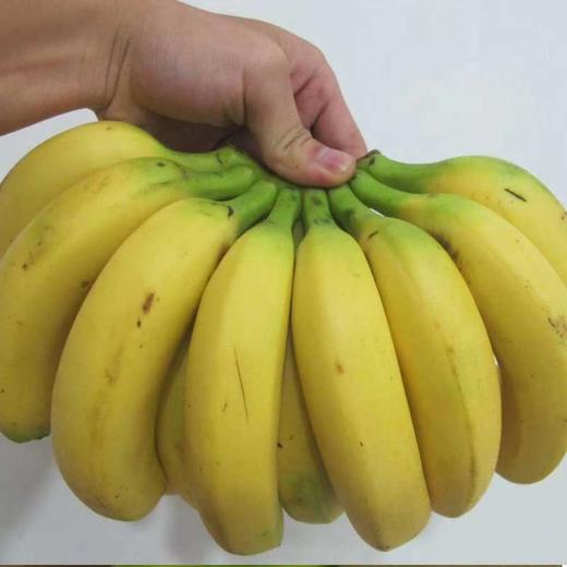 广西高山甜香蕉 软糯香甜·回味余甘 商品图2