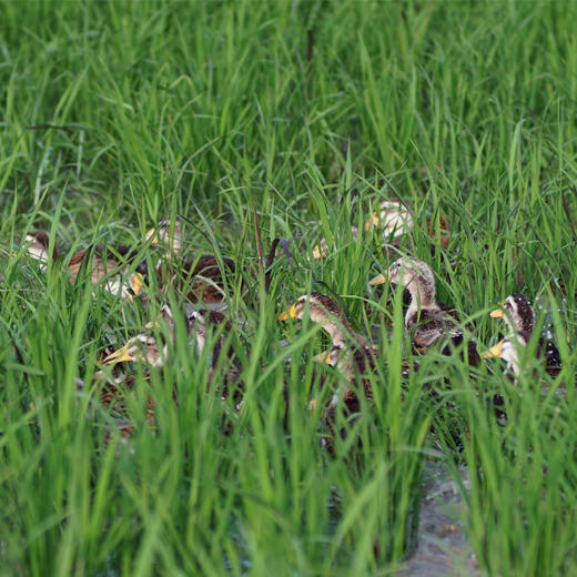 生态青头鸭（净鸭不含内脏） | 禾园 商品图1