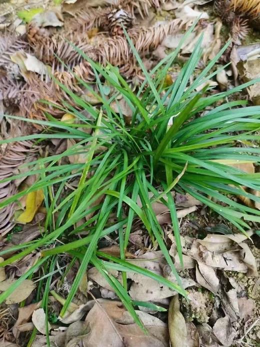 秋冬气燥，野生食疗：野生干百合，,玉竹，麦冬！ 商品图3