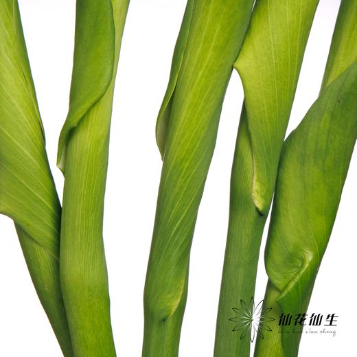 海芋 | 绿色 商品图9