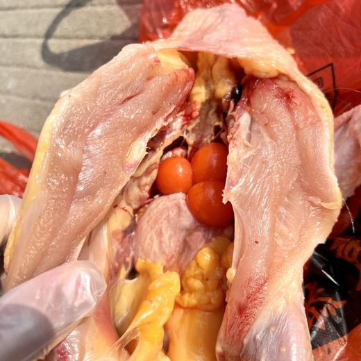 九华山散养500天黄油老母鸡49元／只约2.3-2.6斤净膛，明天到 商品图4