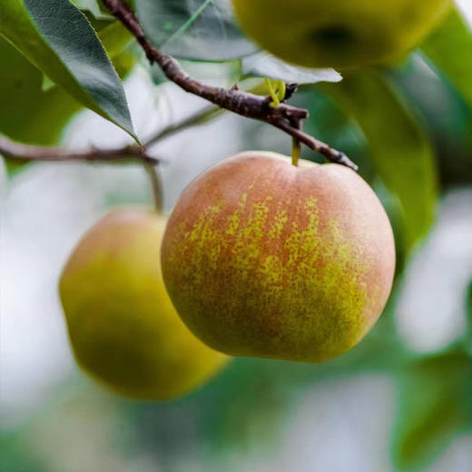 【产地直发】玉露香梨 礼盒装 多规格 商品图5