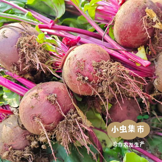 河南生态自选蔬菜包（乌塌菜/上海青/小黄姜/娃娃菜//甜菜根/黄心菜/羽衣甘蓝/西蓝花）3/5斤 | 合作农友生产，产自河南平顶山，生产者：梁贤峰 *【公平贸易农人定价】 商品图5