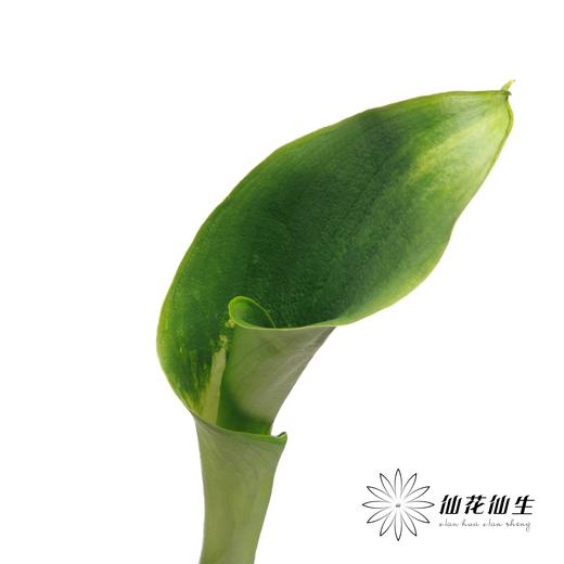 海芋 | 绿色 商品图5