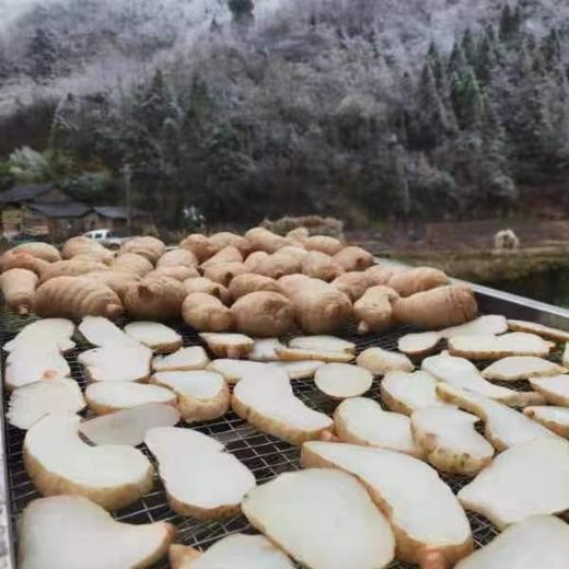 生态乌天麻干片 | 下单三天左右发货 | 基地直发* Ecological Gastrodia Elata dry slices 商品图3