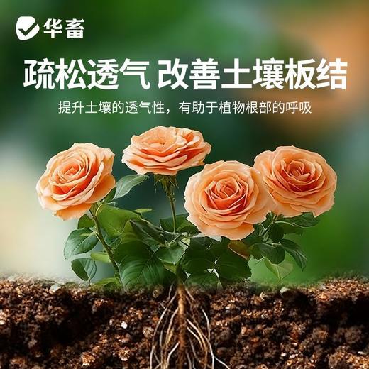 华畜蛭石珍珠岩多肉颗粒土铺面石育苗拌土发根营养土大颗粒通用型 商品图4