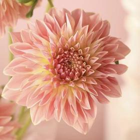 大丽花｜香槟色｜5支