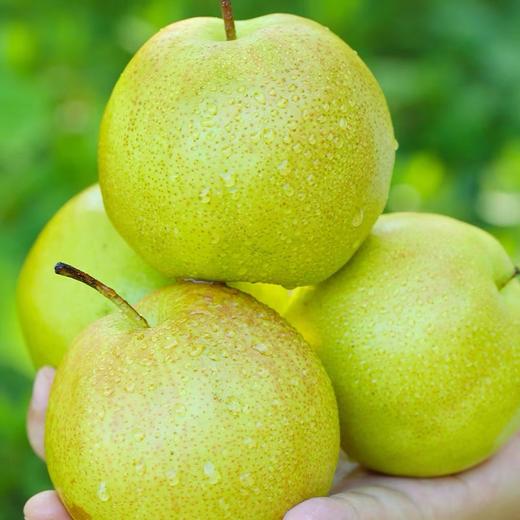 10斤精美礼盒装超大果(梨王)超大果11-12枚 商品图3