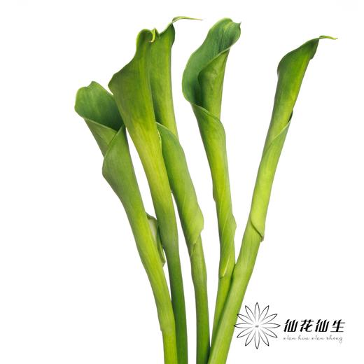 海芋 | 绿色 商品图4