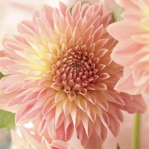 大丽花｜香槟色｜5支 商品图1