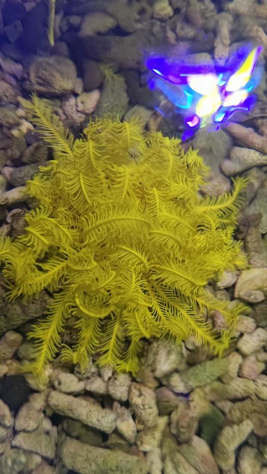 黄羽毛星 商品图0