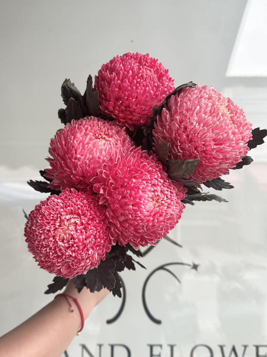 马来西亚-【牡丹菊】西瓜红 商品图0