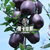 【黑卡苹果】高颜值黑紫贵族，苹果中最特别那一颗  花青素巨多 商品缩略图0