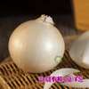新疆半亩园有机三色拼洋葱（白黄紫） 商品缩略图1