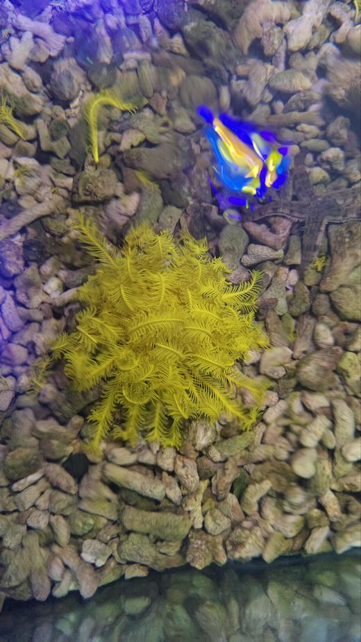 黄羽毛星 商品图2