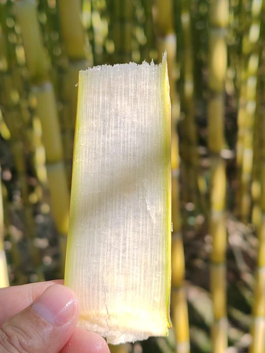 【云南18°の脆皮黄金甘蔗】果蔗界的顶级“爱马仕”❗来自中缅边境-云南陇川，口感秒杀紫皮甘蔗！平均糖度18度，只取甘蔗中间段，只选高品质一级大果 商品图8