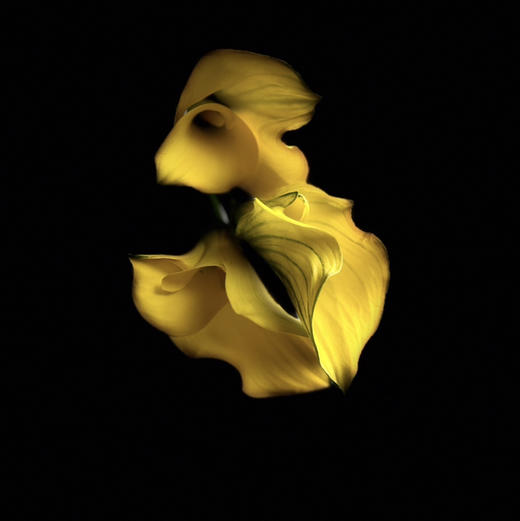 海芋～黄色 商品图4