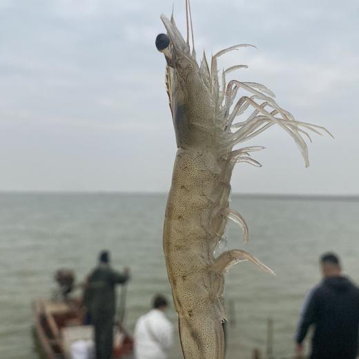 石家庄优选仓库速达，有机无抗熟冻盐田虾，以丰年虫和盐藻为食，虾壳完整，净重1.5kg礼盒装 商品图5