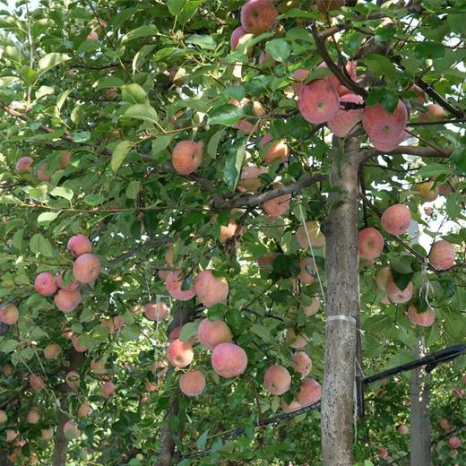 有机阿珍苹果 商品图1