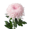 日本进口大菊 商品缩略图1