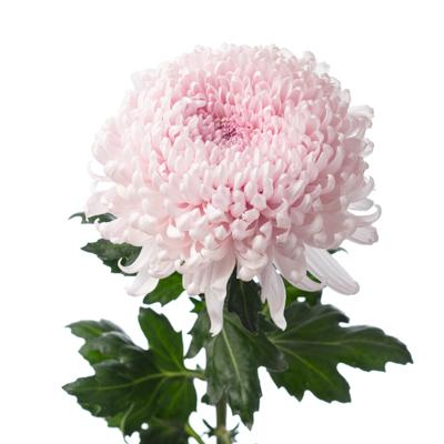 日本进口大菊 商品图1
