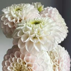 大丽花｜珍珠粉｜5支【冬季原因上色不匀，介意慎拍】