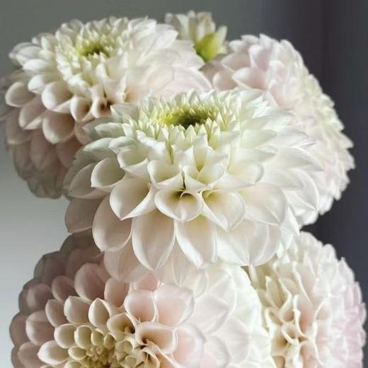 大丽花｜珍珠粉｜5支【冬季原因上色不匀，介意慎拍】 商品图0