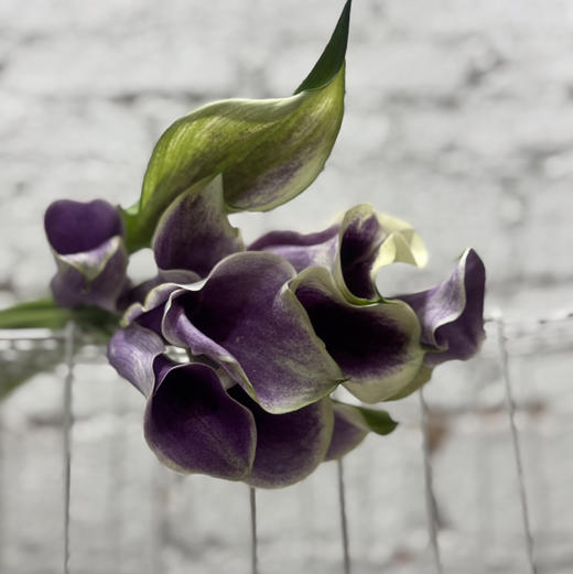 海芋.毕加索 商品图3