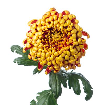 日本进口大菊 商品图0