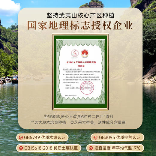 元生泰 紫灵芝茶 100g/袋 片整朵灵芝切片有机仿野生大段木种植煲汤灵芝茶 商品图7